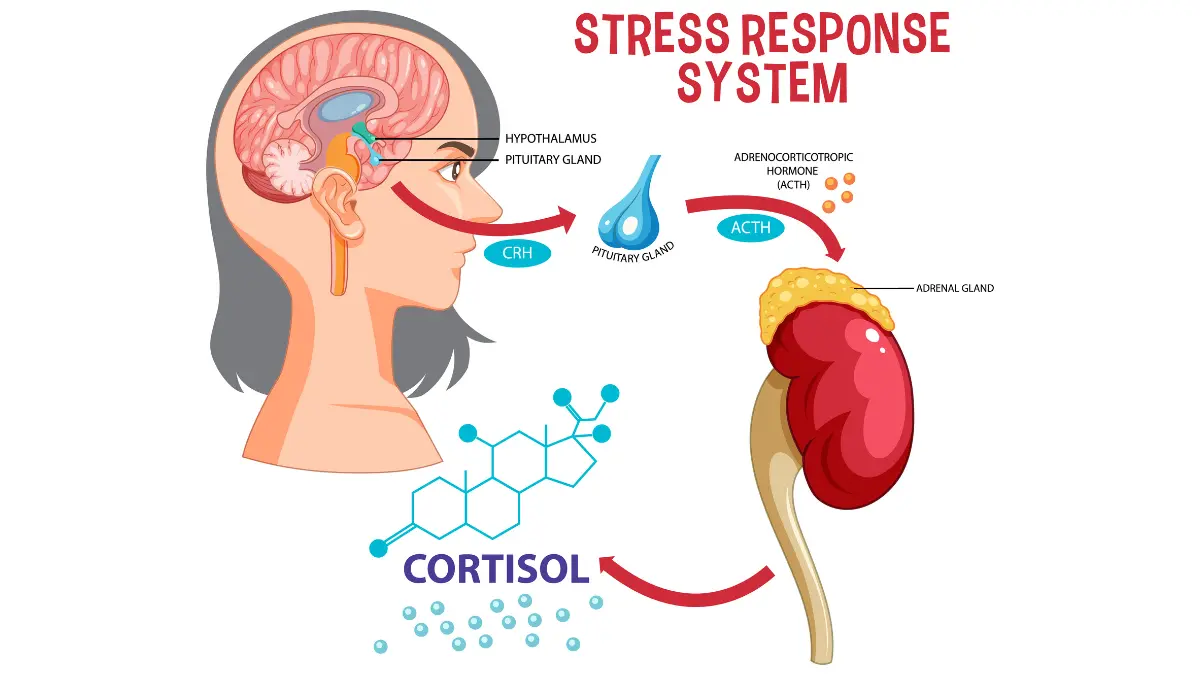 How to reduce anxiety — illustration showing brain amygdala activation and stress-response hormones cortisol and adrenaline