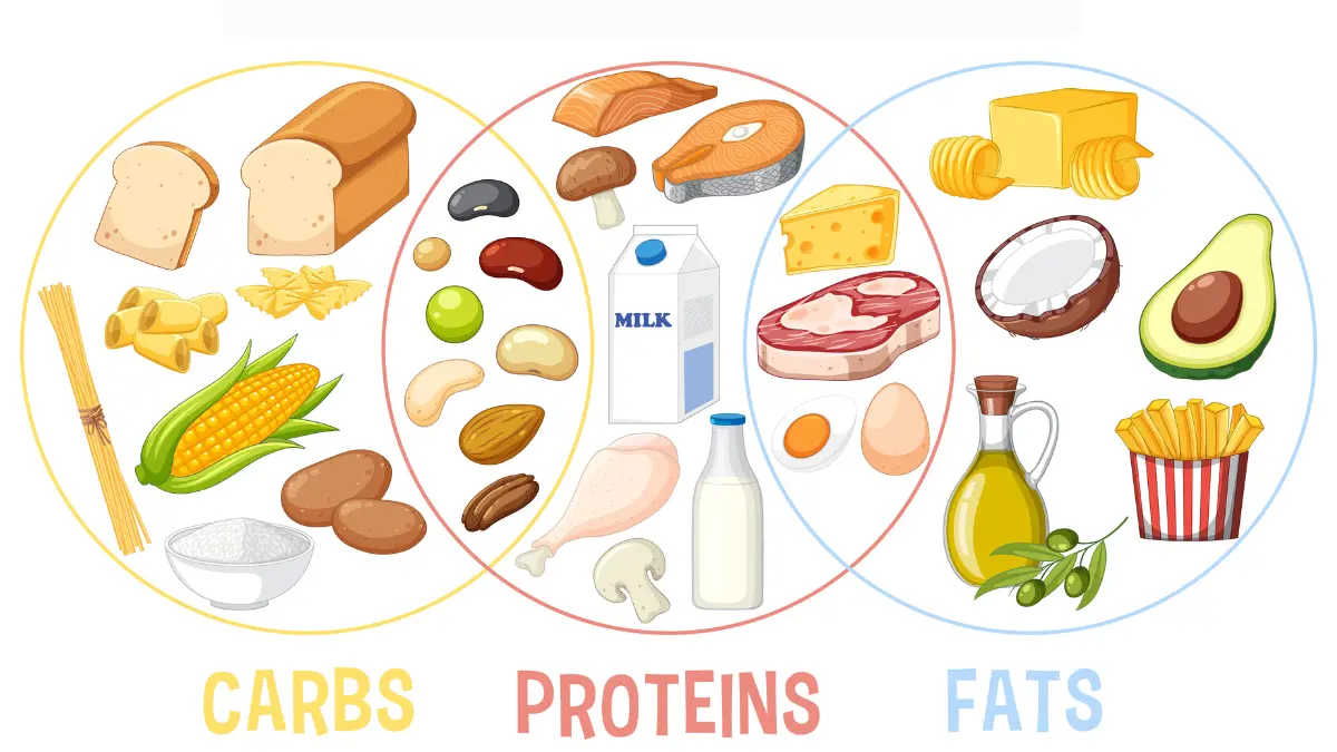 Optimal macronutrient plate for fat loss showing high protein diet with balanced carbs and healthy fats portions
