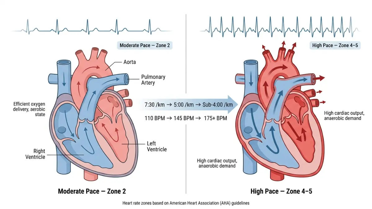 Pace Calculator showing heart rate zones impact on cardiovascular system with heart anatomy diagram