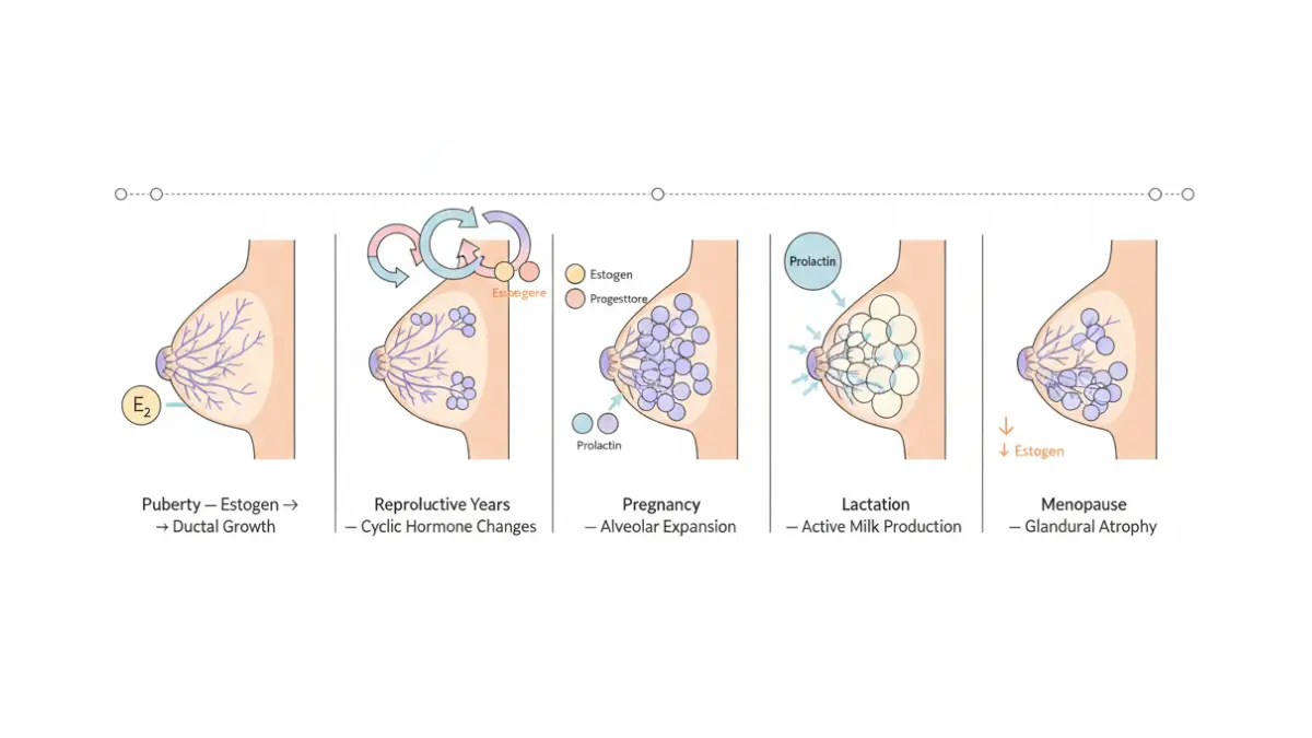 Hormonal breast development lifecycle diagram from puberty to menopause showing why foods and creams cannot increase breast size naturally