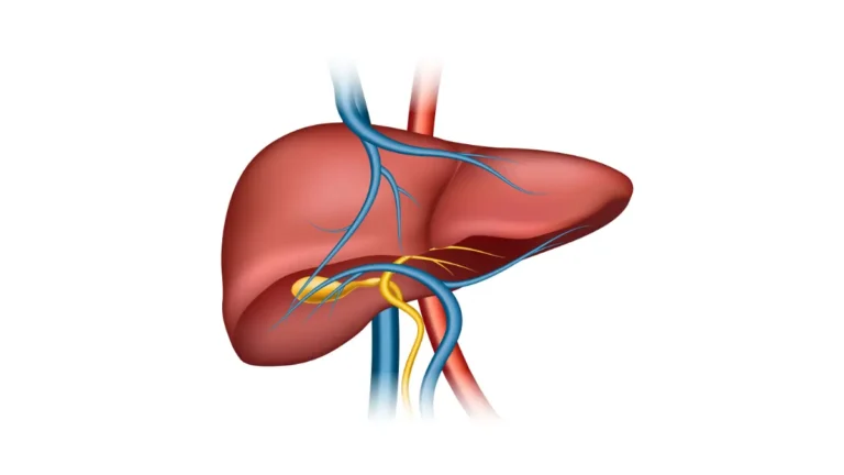 Liver Cancer anatomy illustration showing liver structure and blood vessels