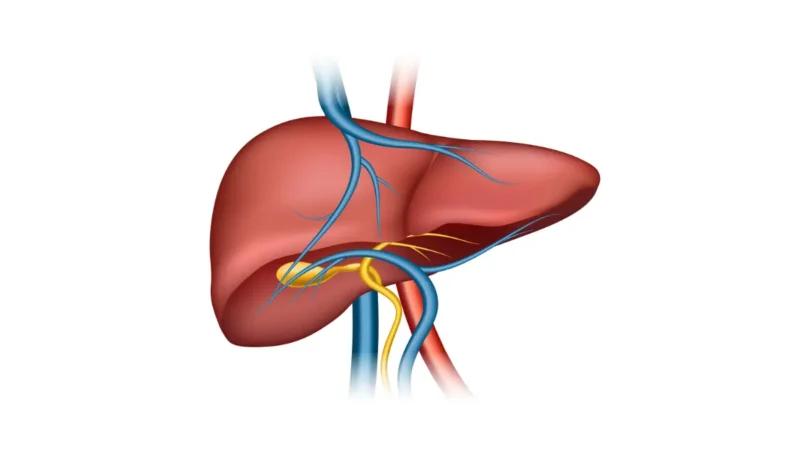 Liver Cancer anatomy illustration showing liver structure and blood vessels