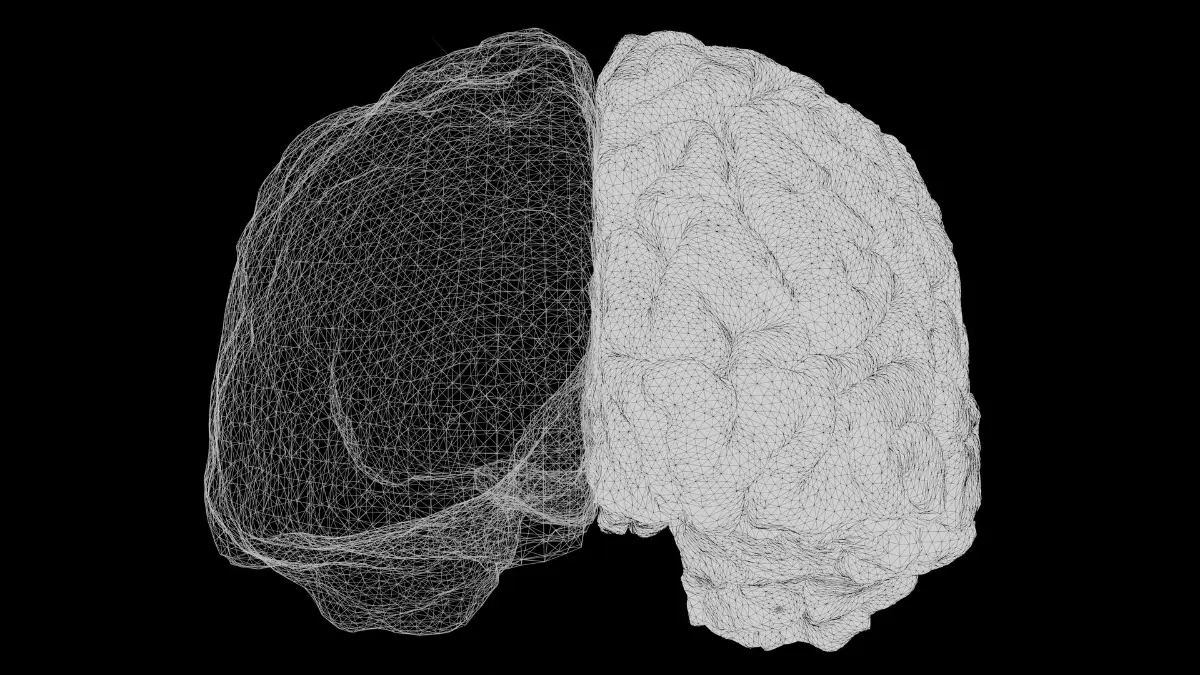 “Medical vector illustration of human brain wireframe showing neuroplasticity and brain rewiring pathways