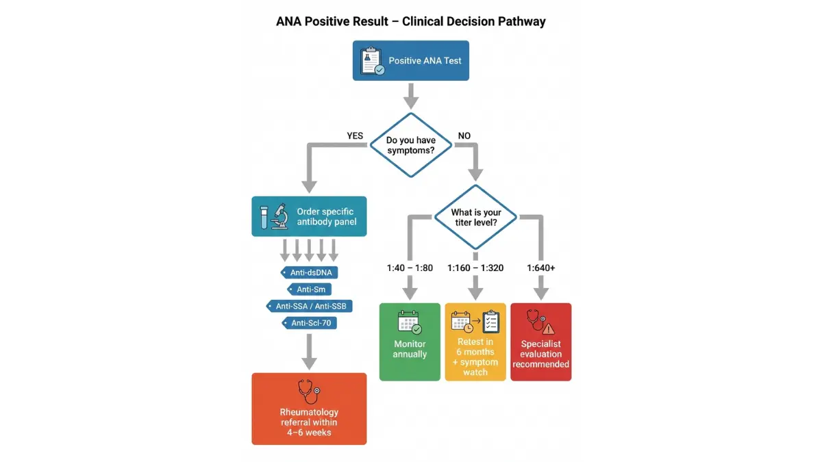 ANA Test positive clinical decision flowchart showing step-by-step evaluation based on symptoms and titer levels with recommended next steps