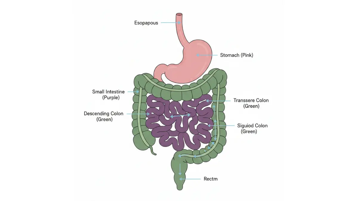 Human digestive system anatomy diagram showing gastrointestinal tract from esophagus to rectum for Stool Report interpretation