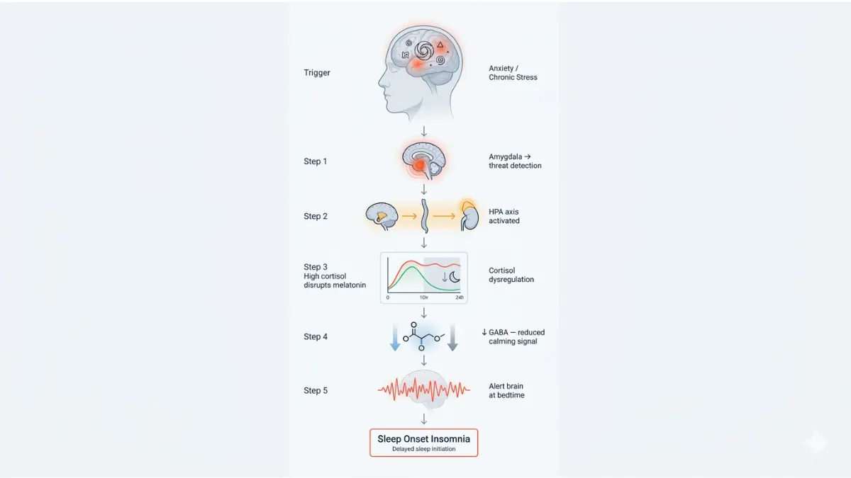 Neurological pathway showing how anxiety triggers hormonal changes leading to sleep problem and insomnia onset