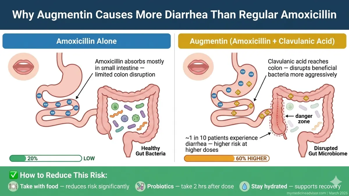 Augmentin vs amoxicillin diarrhea comparison showing gut microbiome disruption Augmentin