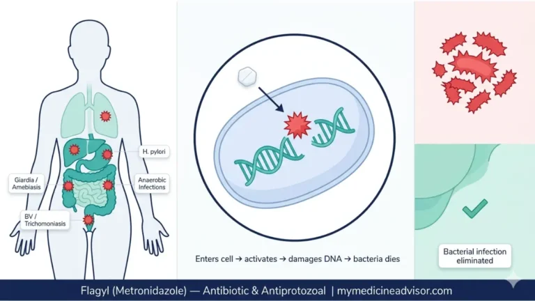 Flagyl medical anatomy diagram showing how Flagyl metronidazole works inside the body destroying bacterial DNA and treating BV trichomoniasis and anaerobic infections