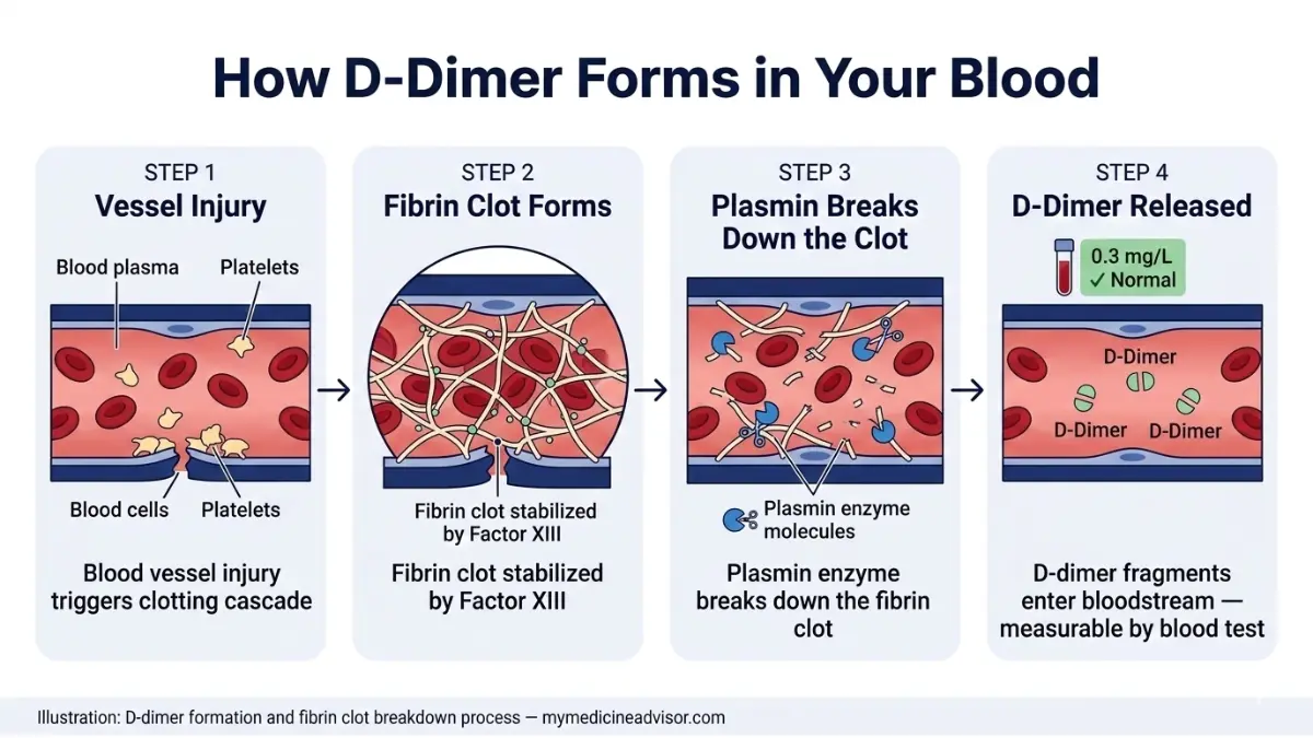 D-Dimer Range Chart explanation showing how D-dimer forms during fibrin clot breakdown by plasmin in blood vessel anatomy
