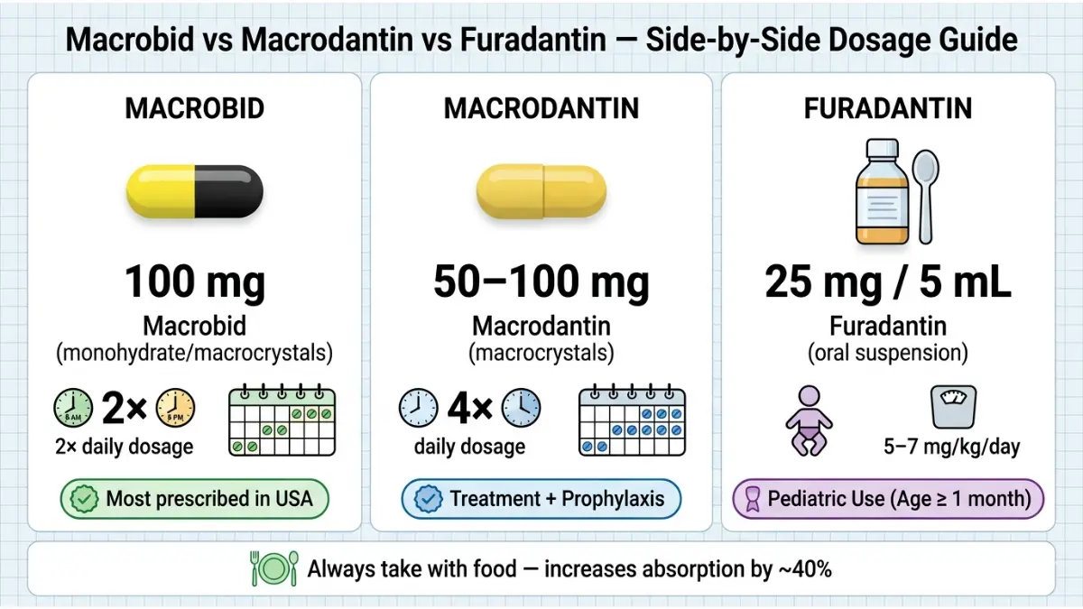 Nitrofurantoin dosage comparison vector showing Macrobid vs Macrodantin vs Furadantin with dosing schedules, strengths, and usage differences
