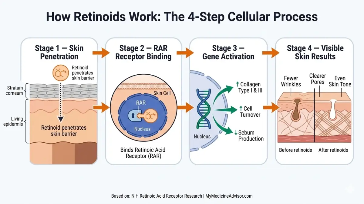Retinoids 4 step cellular process diagram showing how Retinoids penetrate skin bind RAR receptors activate genes and increase collagen and cell turnover
