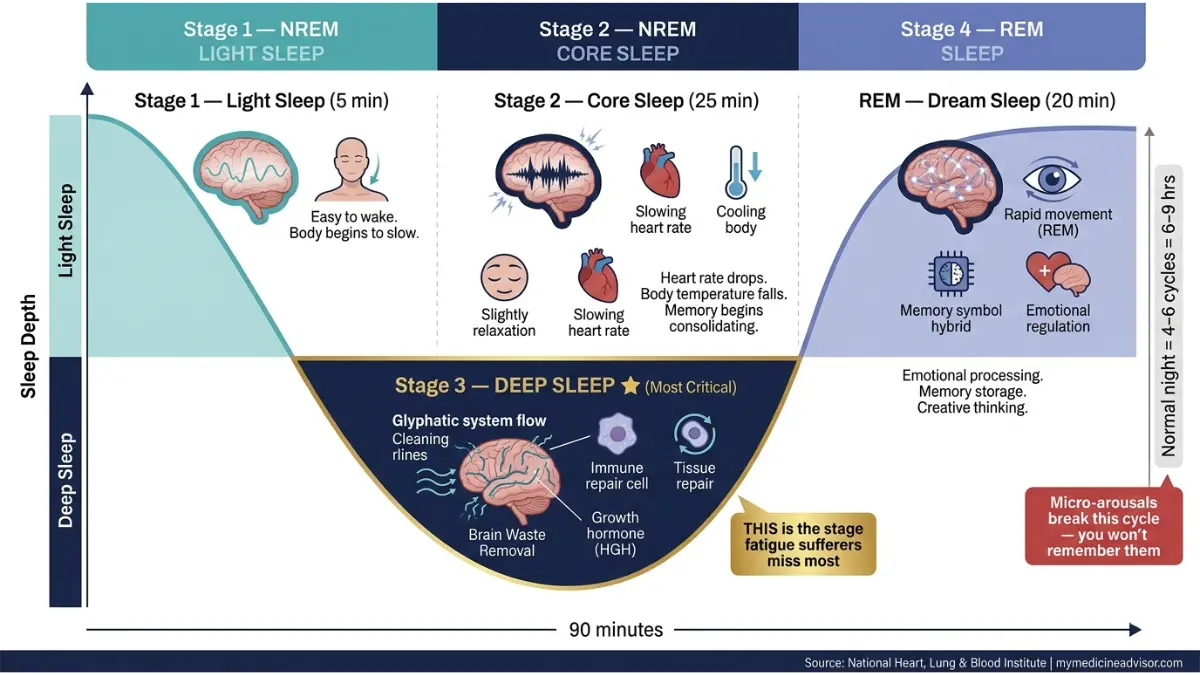 sleep cycle diagram showing stages of sleep including NREM light sleep deep sleep and REM sleep with brain activity changes