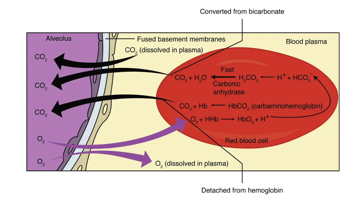 Alveolus and capillary gas exchange diagram showing the respiratory membrane — the exact site where radon causes lung cancer by depositing radioactive alpha particles in type II pneumocytes
