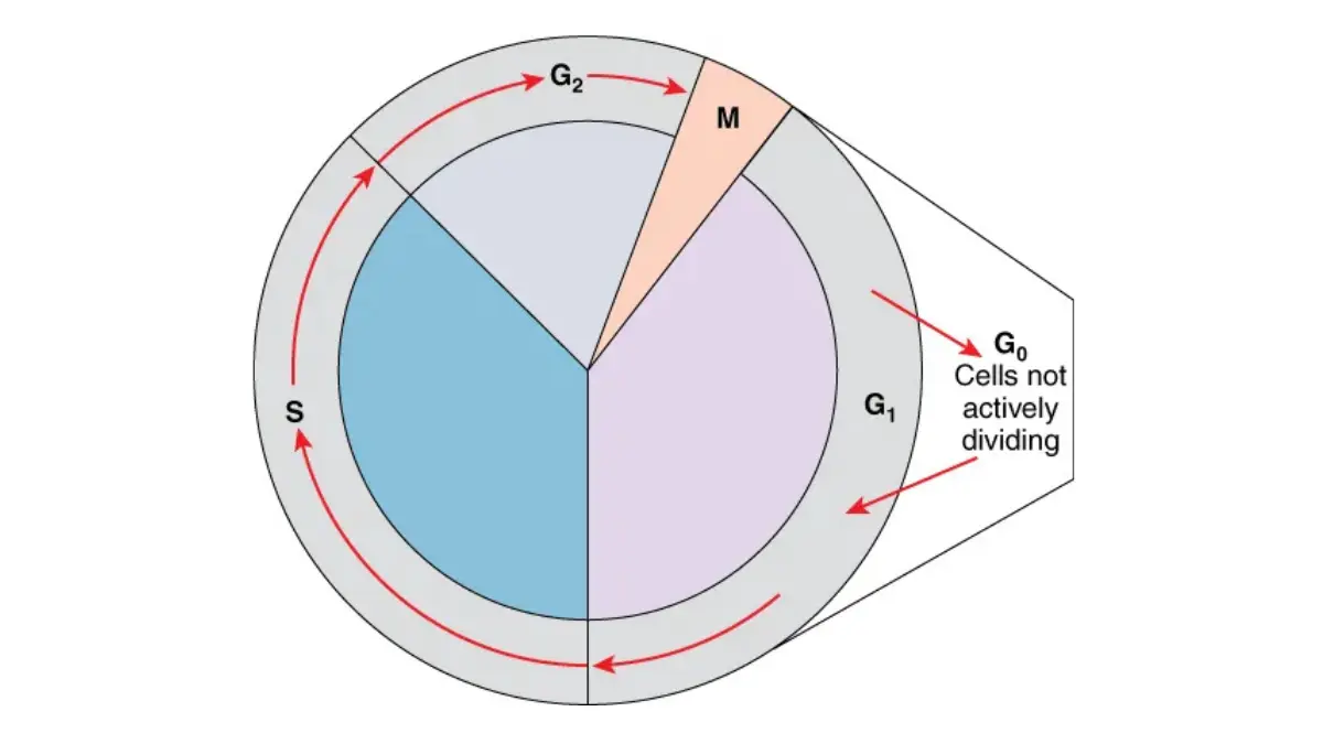 Cell cycle diagram showing G1, S, G2, and mitosis phases — illustrating how occupational carcinogens like asbestos and air pollution disrupt DNA replication and causes lung cancer through uncontrolled cell division