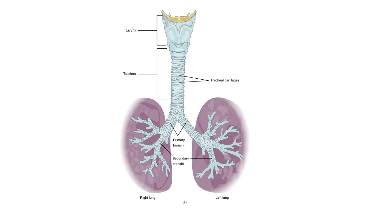 Early signs of lung cancer differ by type — tracheobronchial tree anatomy showing central airways where squamous cell carcinoma forms versus peripheral lung regions where adenocarcinoma develops in non-smokers and women