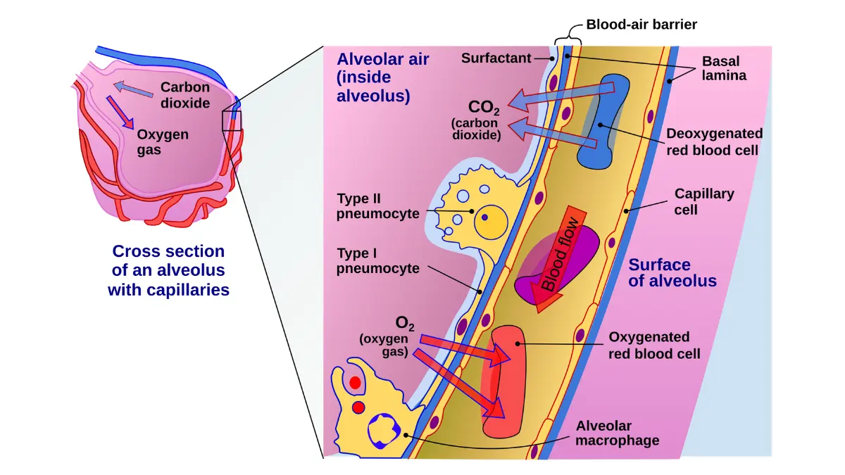 Early signs of lung cancer explained through alveolar gas exchange — cross-section diagram showing oxygen and carbon dioxide diffusion disrupted by lung tumors causing shortness of breath