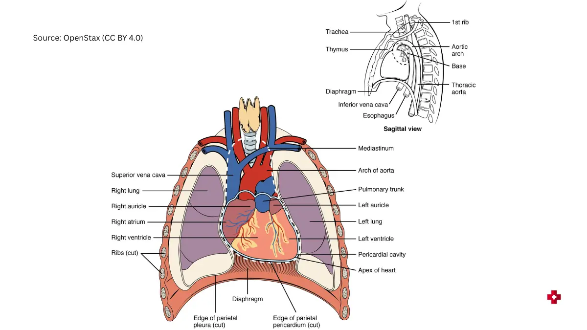 Echocardiogram Results illustrated through a detailed heart anatomy diagram showing chambers, valves, and blood flow. Updated Image. Adapted from OpenStax, licensed under CC BY 4.0.