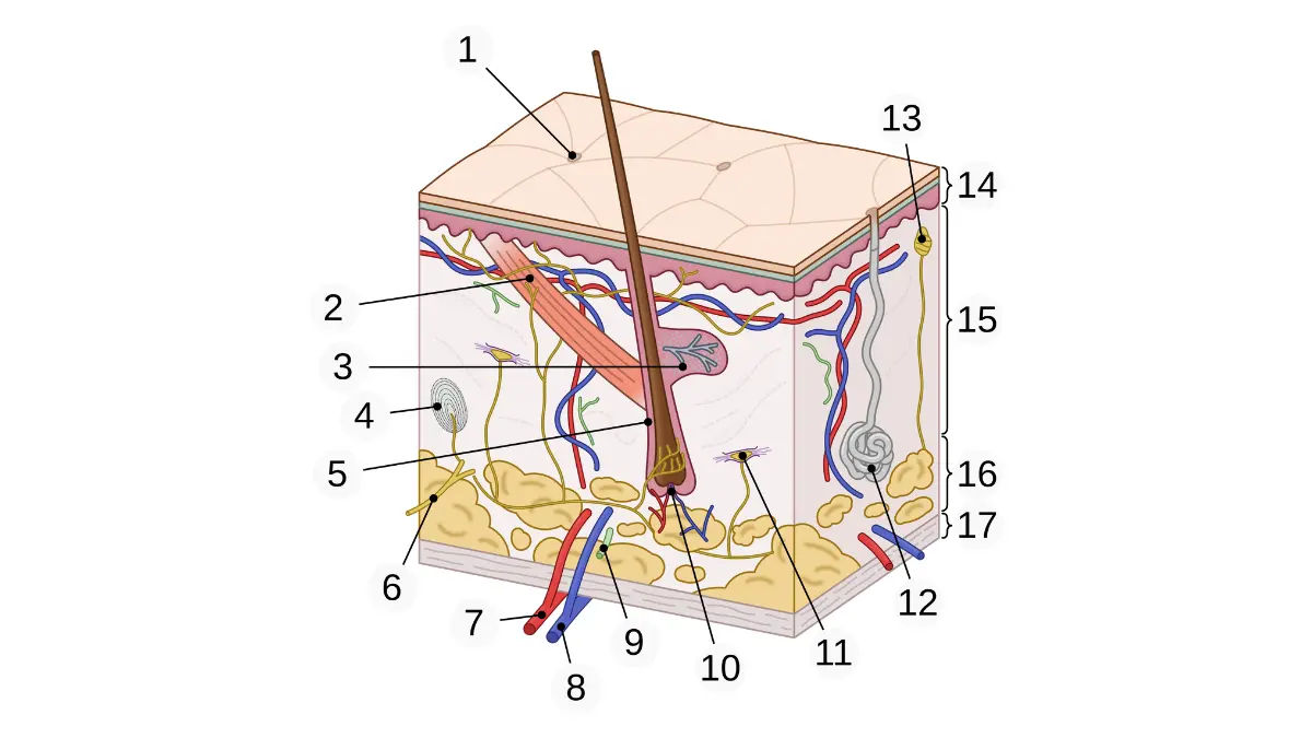 How to prevent melanoma — numbered anatomical cross-section diagram of human skin showing epidermis, dermis, hypodermis, and melanocyte location in the stratum basale where UV radiation triggers melanoma