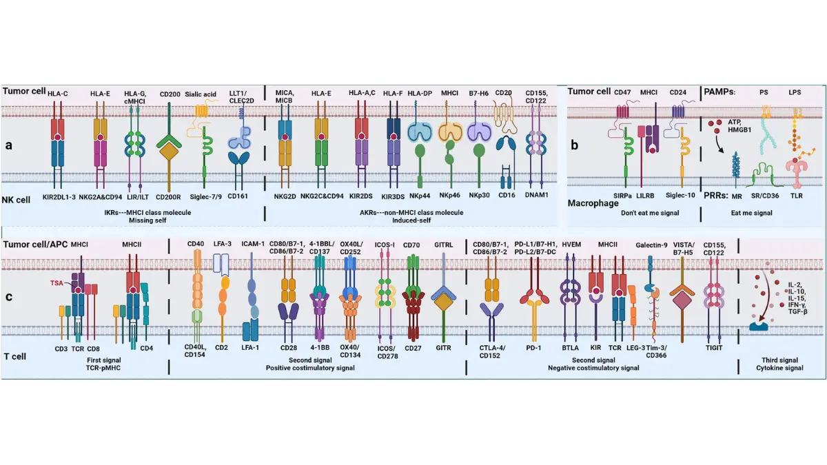 Immune checkpoint balance diagram showing inhibitory and activating cell-surface receptors — illustrating targeted immunotherapy options for non-smokers whose lung cancer causes are linked to EGFR, ALK, and PD-L1 mutations