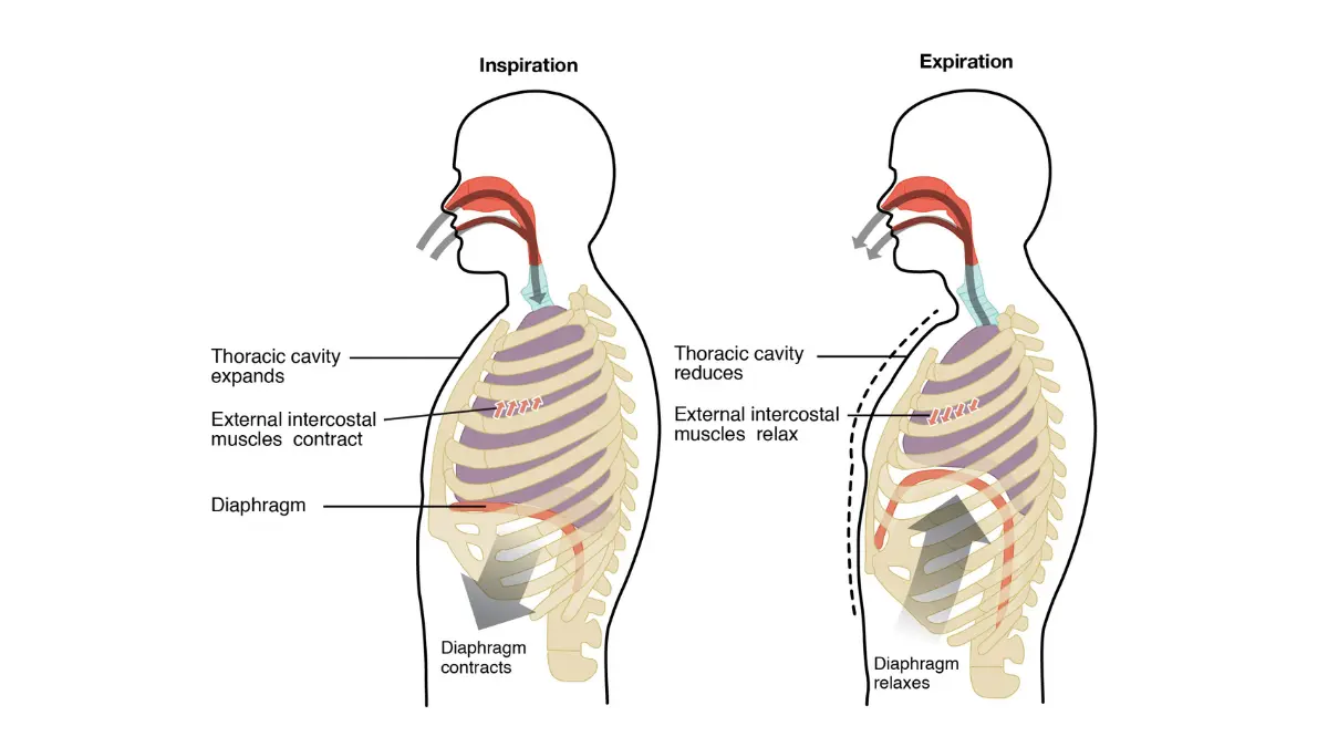 OpenStax diagram showing inspiration and expiration breathing mechanics with diaphragm and thoracic cavity — illustrates how lung cancer tumors disrupt normal breathing cycles and cause different types of persistent cough as a sign of lung cancer