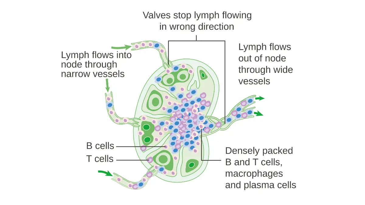 Life after melanoma — anatomical diagram of a lymph node showing internal structure including cortex, medulla, and lymphatic vessels, helping survivors understand regional recurrence warning signs such as swollen lymph nodes in the neck, armpit, and groin