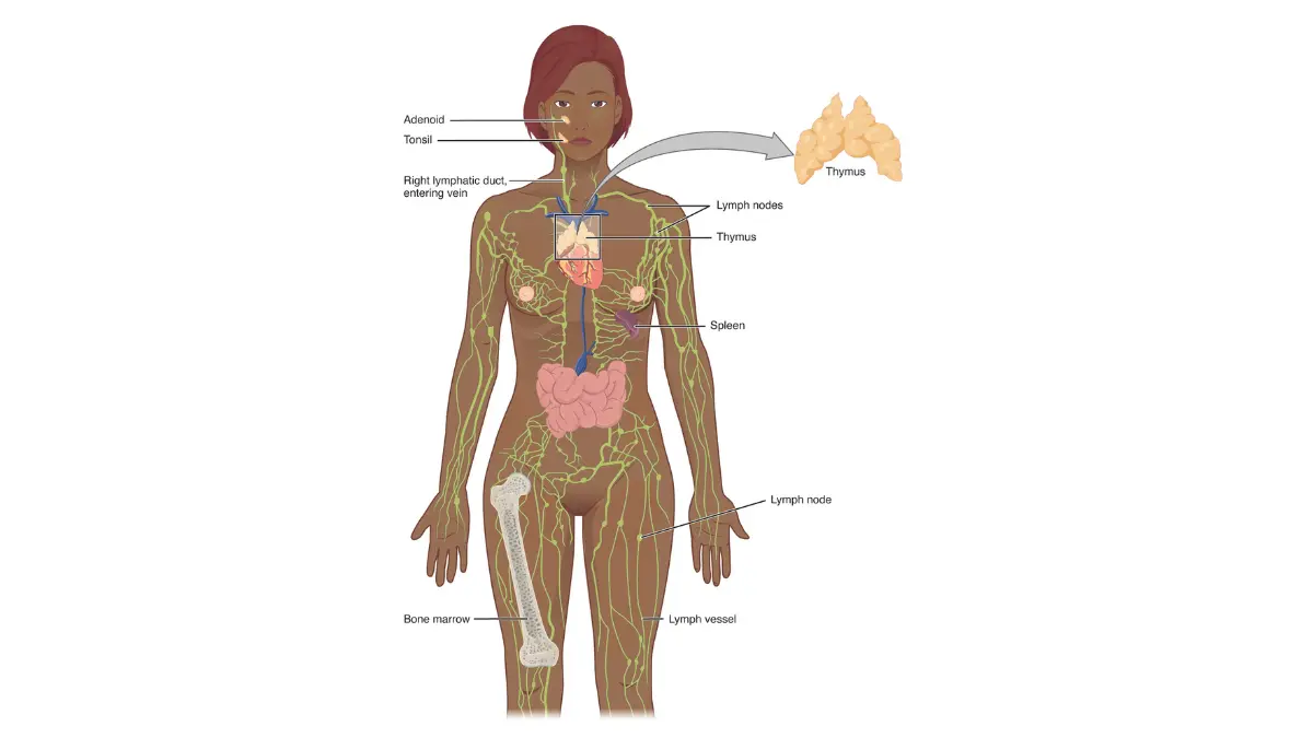Life after melanoma — full-body diagram of the lymphatic and immune surveillance system showing lymph nodes, lymphatic vessels, and the spleen, illustrating why emotional stress and scanxiety can measurably suppress immune function and why mental health recovery is a medical priority for melanoma survivors