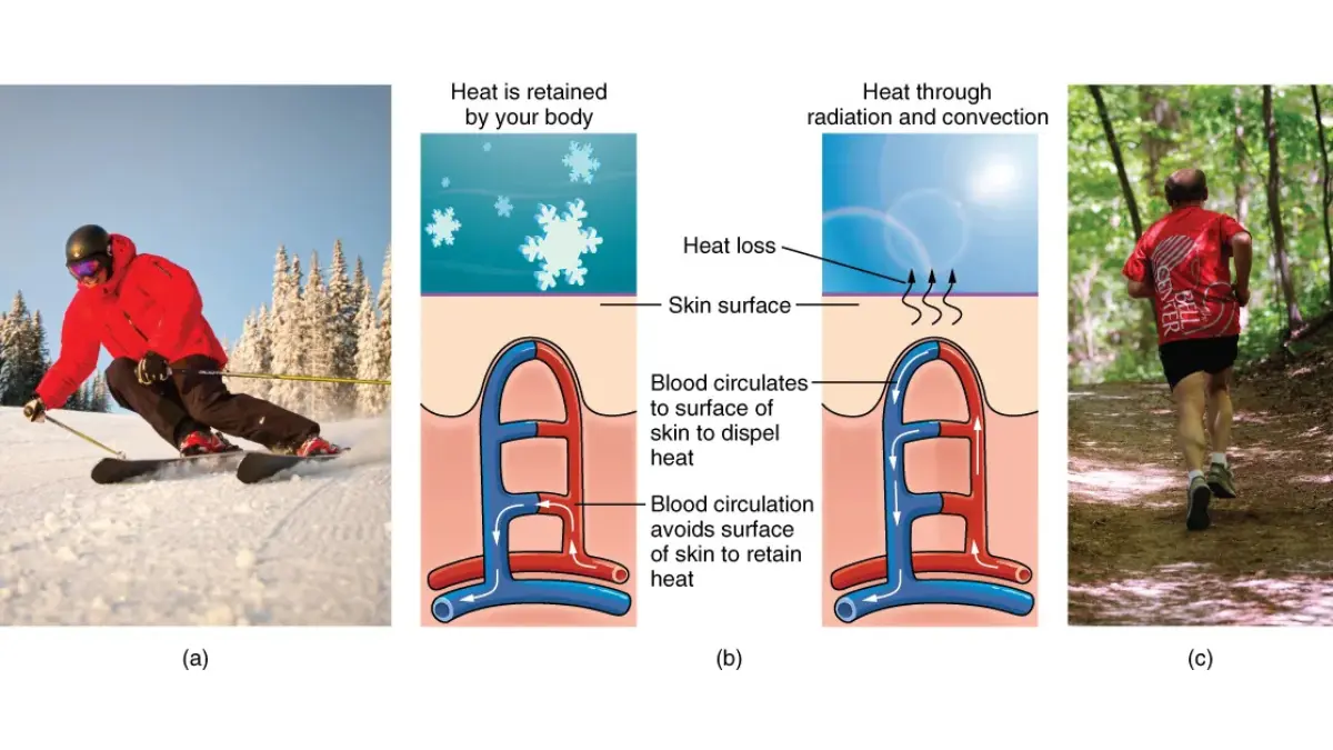 Life after melanoma — diagram showing how UV radiation penetrates skin layers and damages melanocytes in the stratum basale, explaining why daily SPF 50+ sun protection is medically essential as part of post-melanoma lifestyle changes to reduce recurrence risk