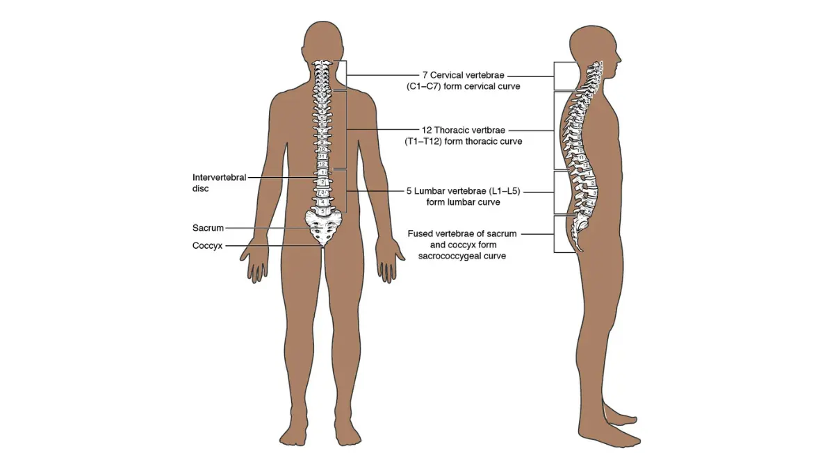 OpenStax anatomy diagram of the complete vertebral column with spinal cord showing thoracic and lumbar regions evaluated by MRI and CT scan to diagnose lung cancer back pain and spinal metastasis