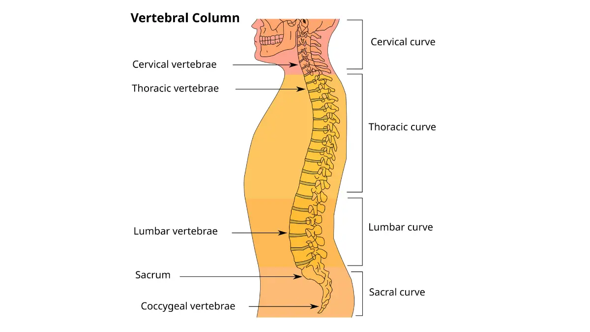 Labeled human vertebral column diagram showing upper middle and lower spinal regions to map lung cancer back pain location zone by zone