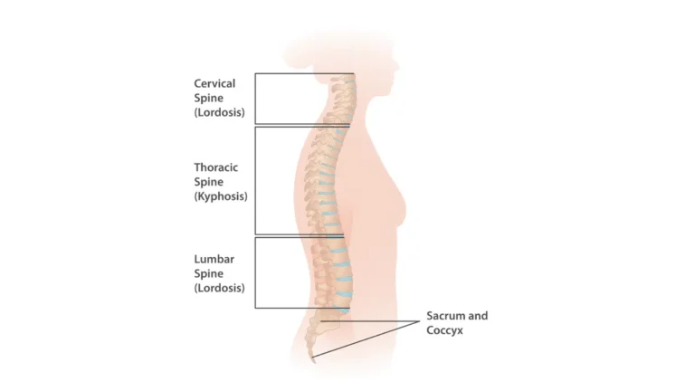 Labeled anatomy diagram of the human vertebral spine showing cervical thoracic and lumbar regions related to lung cancer back pain location