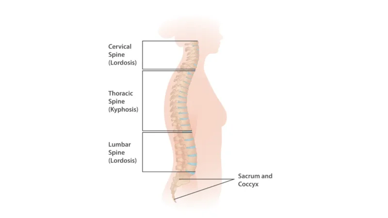 Labeled anatomy diagram of the human vertebral spine showing cervical thoracic and lumbar regions related to lung cancer back pain location