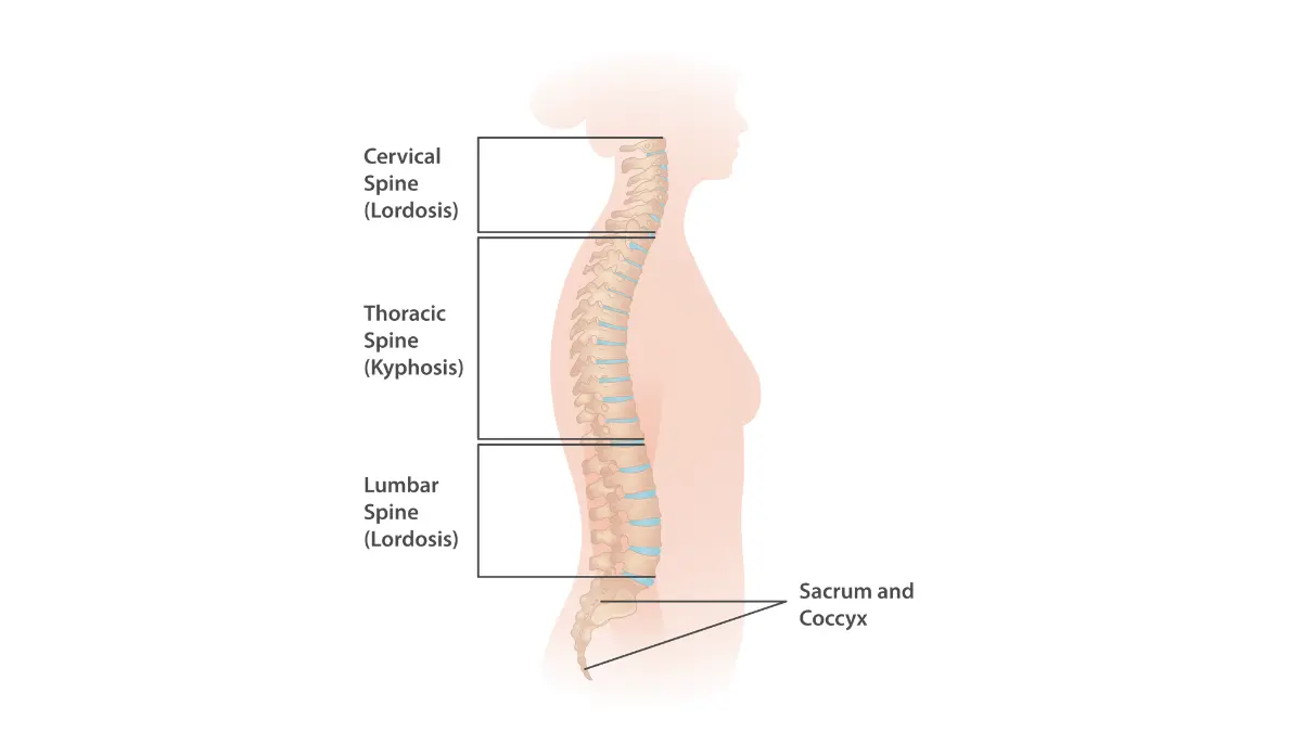 Labeled anatomy diagram of the human vertebral spine showing cervical thoracic and lumbar regions related to lung cancer back pain location