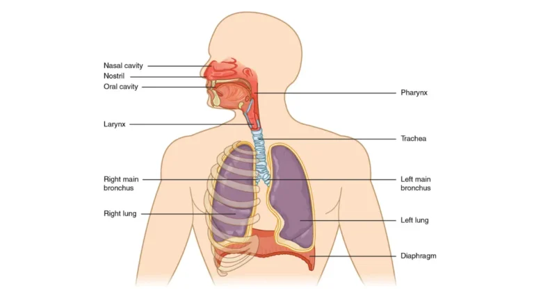 Lung cancer anatomy diagram showing major respiratory organs including trachea, bronchi, and alveoli