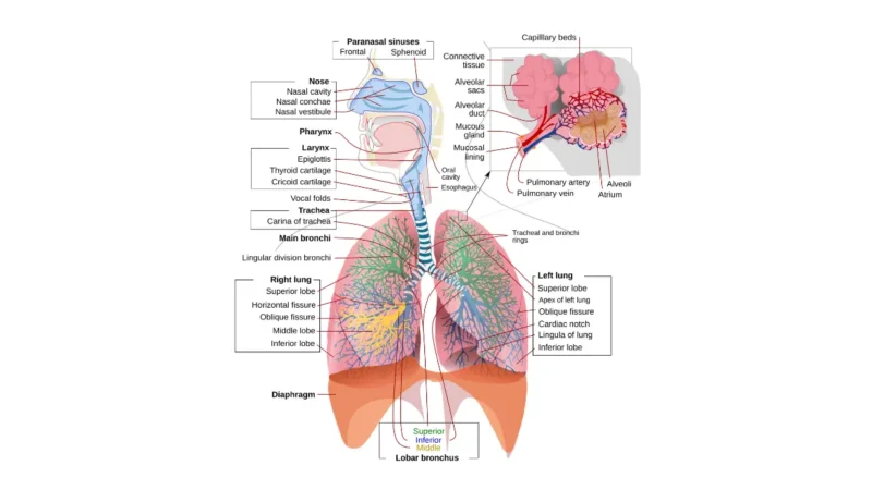 Lung cancer statistics 2026 — complete labeled diagram of the human respiratory system showing lungs, bronchi, trachea and alveoli