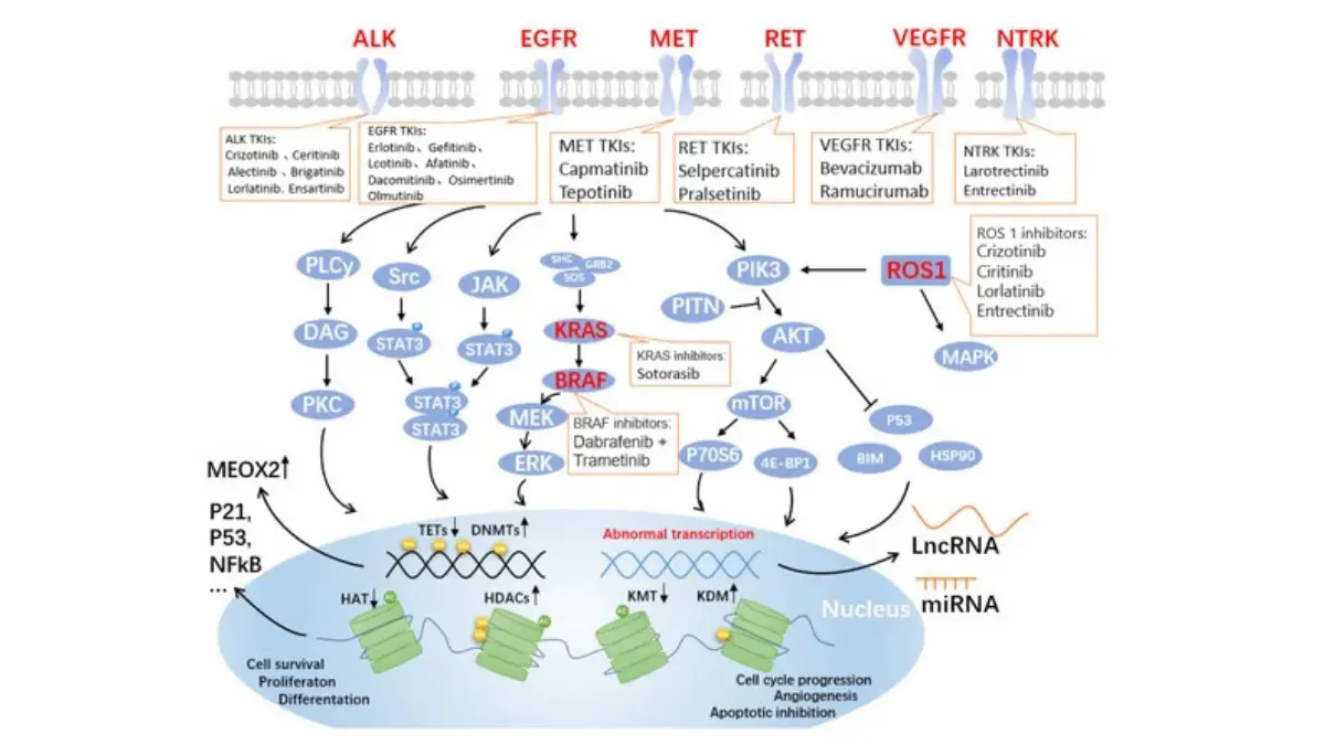 Diagram showing EGFR and ALK signaling pathways in non-small cell lung cancer — mutations in these pathways drive lung cancer symptoms in women who have never smoked and are treatable with targeted oral therapies in 2026