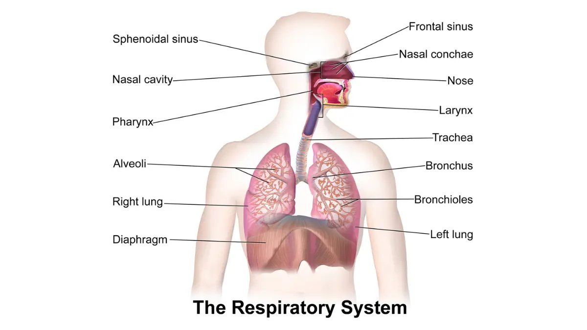Labeled diagram of the human respiratory system showing lungs, bronchi, trachea and diaphragm — lung cancer symptoms in women explained through anatomy