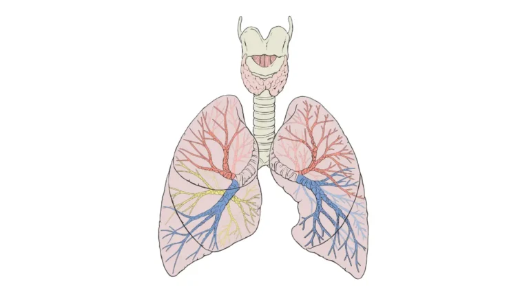 Detailed anatomical diagram of human lungs showing lobes, bronchi, and airway branches — understanding lung anatomy helps identify a persistent cough as a potential sign of lung cancer