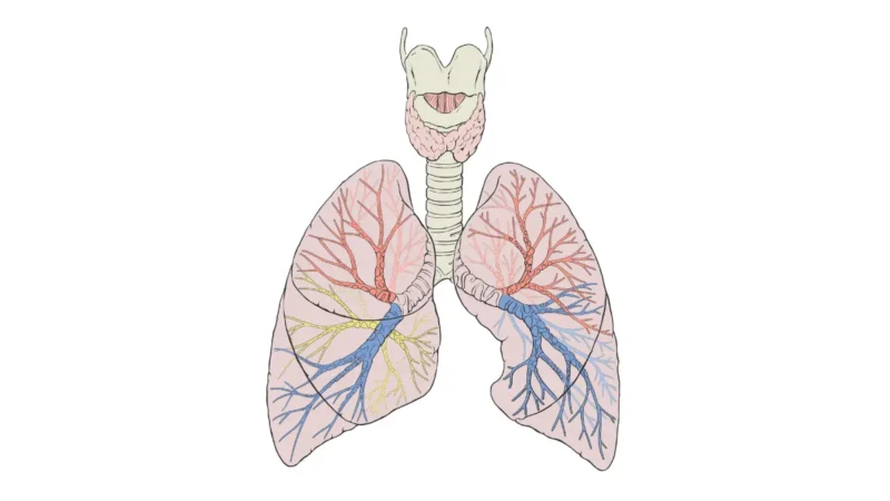 Detailed anatomical diagram of human lungs showing lobes, bronchi, and airway branches — understanding lung anatomy helps identify a persistent cough as a potential sign of lung cancer