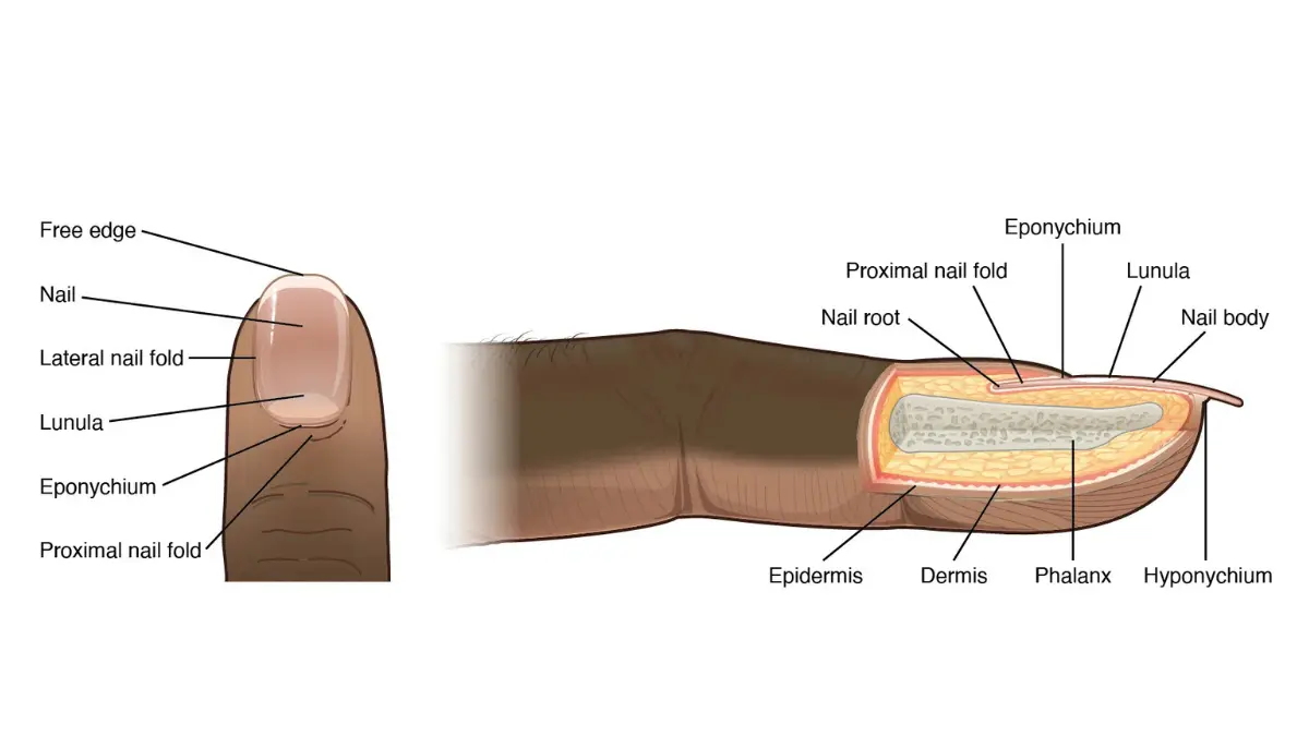 Melanoma dark skin — melanocyte diagram showing melanin production in skin epidermis layers explaining why dark skin melanoma differs from UV-driven melanoma