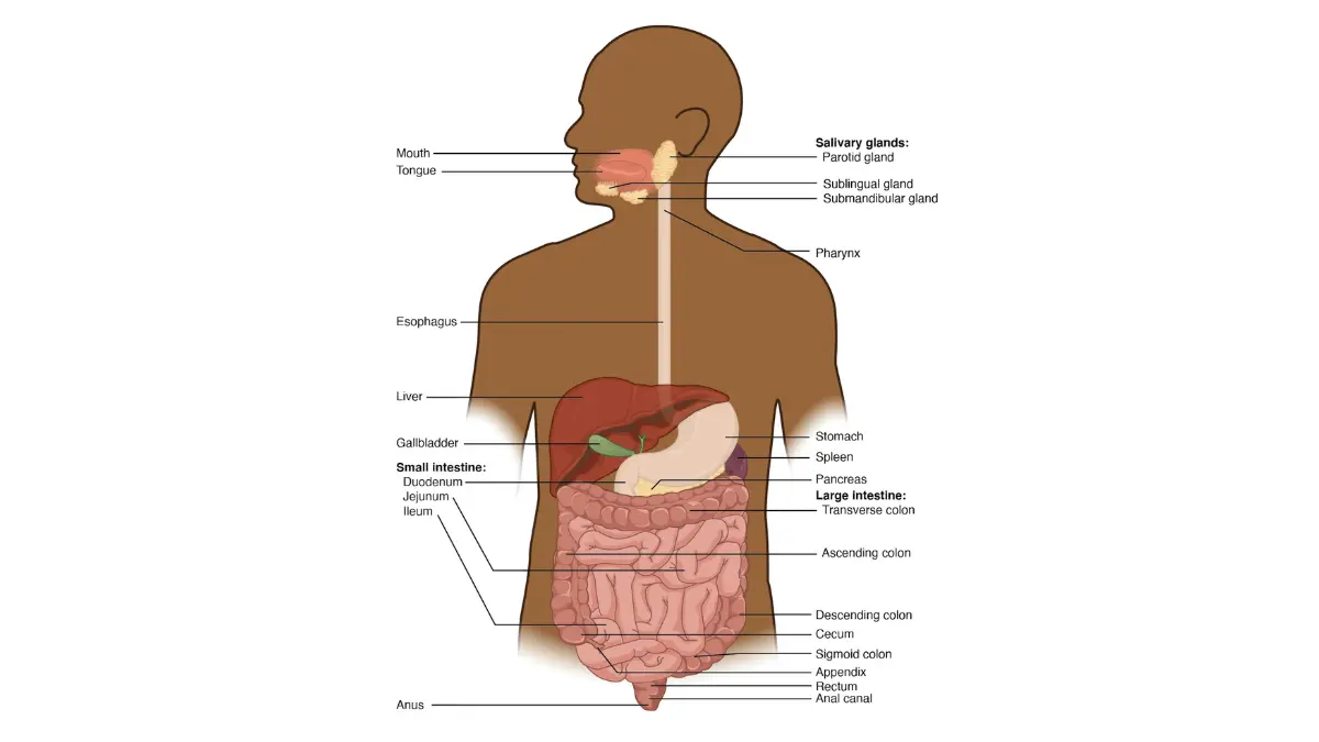 OpenStax anatomy diagram of the complete human digestive system showing nutrient absorption pathway from mouth to intestine supporting melanoma diet foods and immune system function