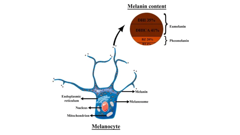 Schematic illustration of melanocyte structure in skin epidermis showing melanin granule distribution and dendritic processes directly relevant to melanoma diet and UV skin damage