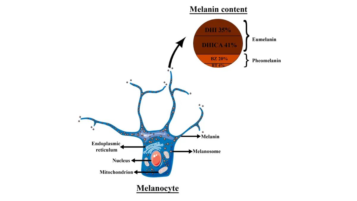 Schematic illustration of melanocyte structure in skin epidermis showing melanin granule distribution and dendritic processes directly relevant to melanoma diet and UV skin damage