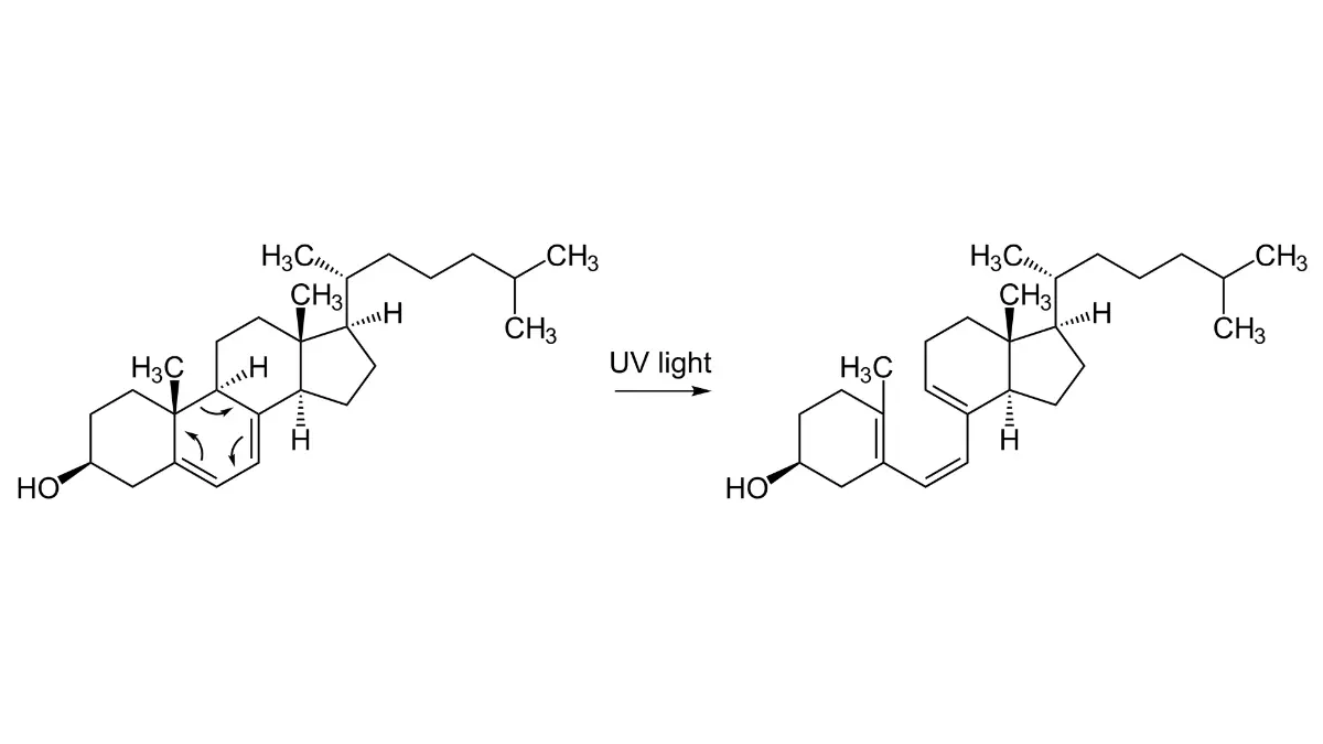 Vitamin D deficiency prevention in melanoma patients explained through calcitriol biosynthesis pathway diagram showing two-step activation of vitamin D3 cholecalciferol — liver converting to calcidiol 25-hydroxyvitamin D, then kidney converting to active calcitriol 1,25-dihydroxyvitamin D3 — the biological basis for why D3 supplementation is preferred over D2 for melanoma patients