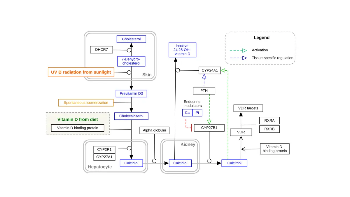 Vitamin D deficiency and melanoma immunotherapy outcomes illustrated through the complete WikiPathways WP1531 vitamin D synthesis and metabolism pathway diagram showing sun-to-skin conversion, liver calcidiol production, kidney calcitriol activation, and vitamin D receptor VDR gene interactions with cancer cell proliferation and anti-PD-1 immune response