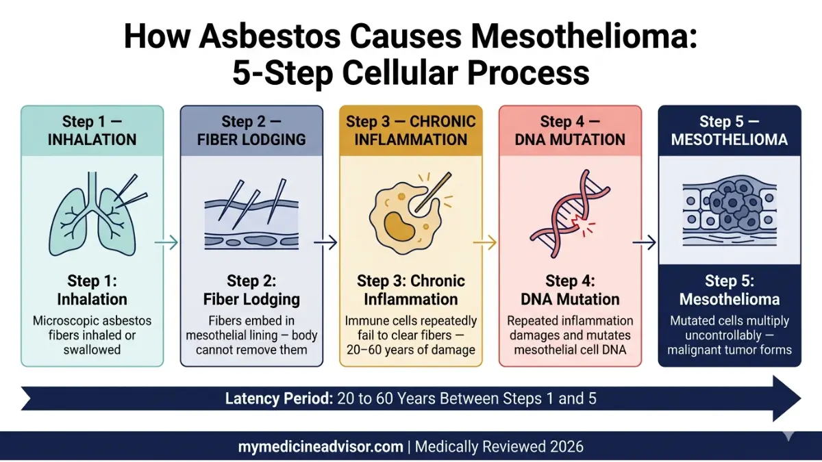 Mesothelioma development process showing asbestos inhalation fiber lodging inflammation DNA mutation and cancer formation Mesothelioma