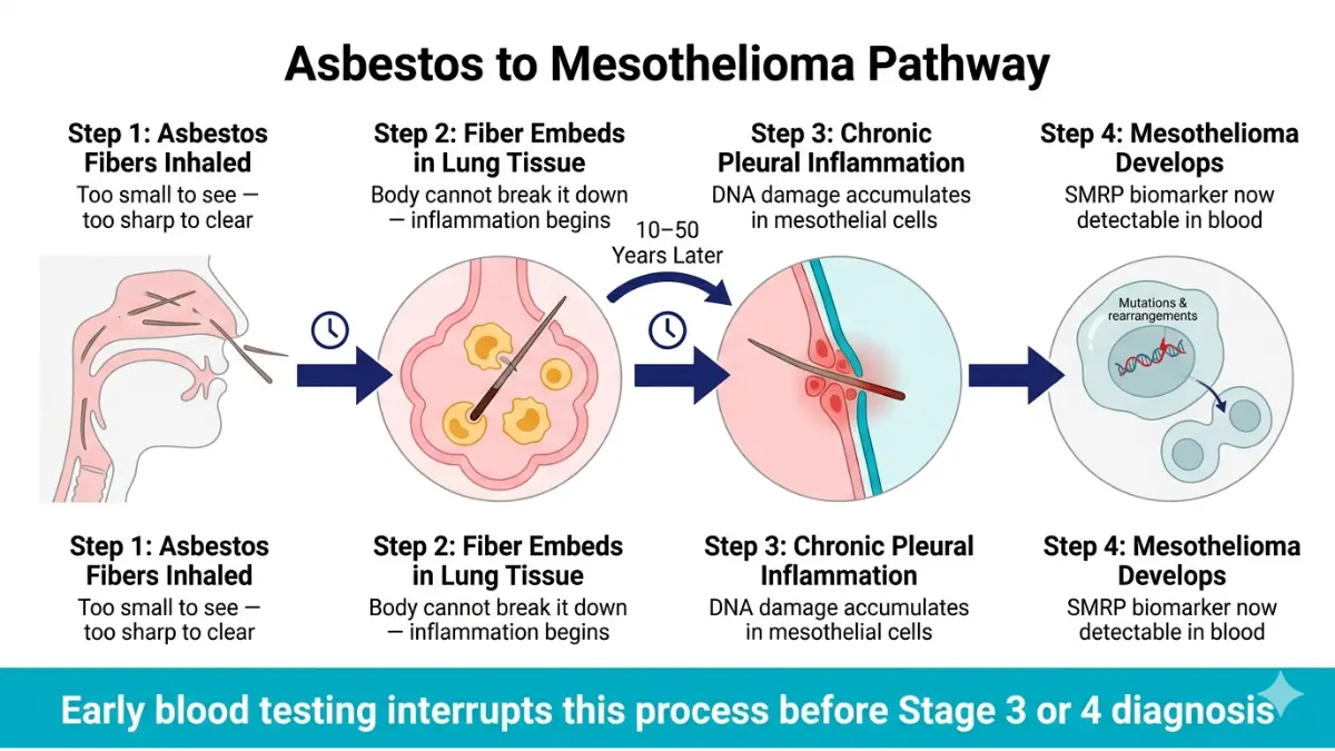 Mesothelioma Blood Tests pathway showing asbestos inhalation lung damage pleural inflammation and cancer development over time