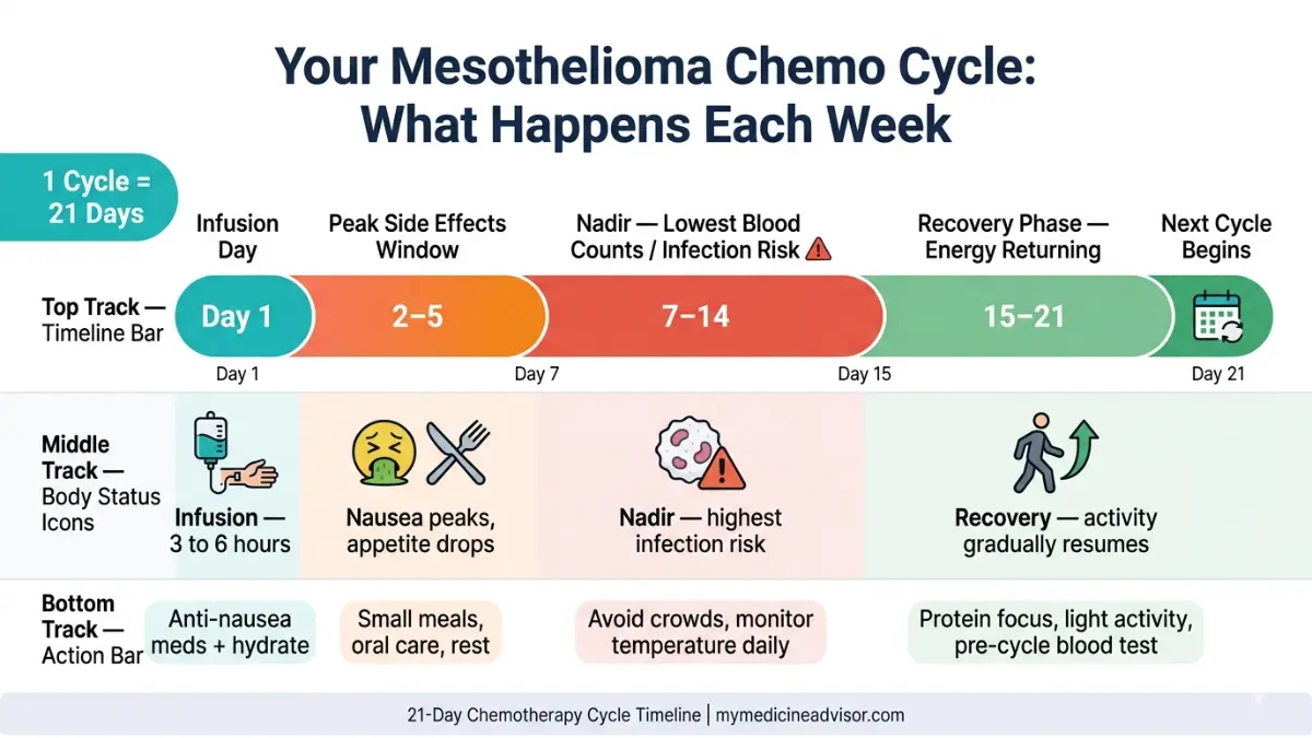 Mesothelioma Chemotherapy 21 day cycle timeline showing infusion side effects nadir phase and recovery progression