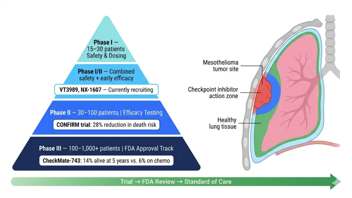 Mesothelioma Clinical Trials phase pyramid with survival data and anatomical tumor targeting illustration
