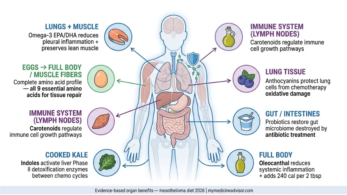 Mesothelioma Diet organ mapping showing how 7 foods support lungs liver gut and immune system