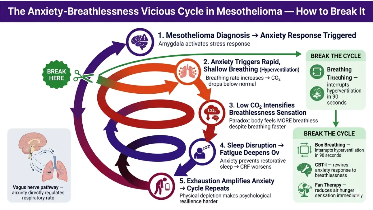 Mesothelioma Fatigue spiral diagram showing how anxiety hyperventilation low CO2 and poor sleep worsen fatigue